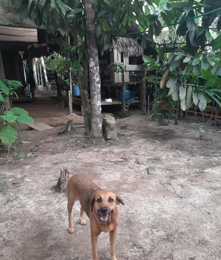 Xingu Camping Site Hotel Leticia Eksteriør billede